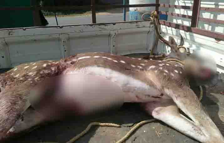 ನಾಯಿಗಳ ದಾಳಿಗೆ ಜಿಂಕೆ ಸಾವು